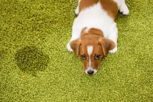 dog urine cleaning perth