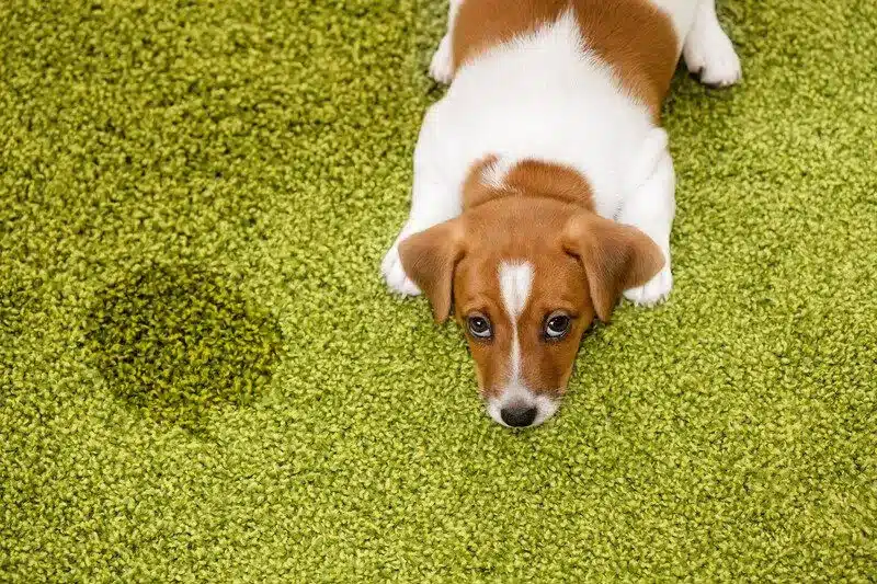 dog urine cleaning perth