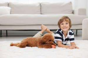 Kid safe carpet cleaning in Perth